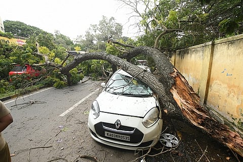 3 cars and 1 auto were damaged after a tree fell on 2 sides of Mysore