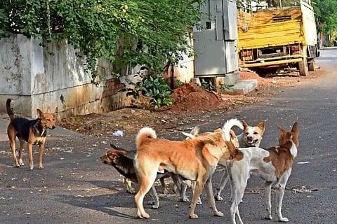 Dog