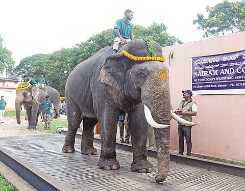 mysore