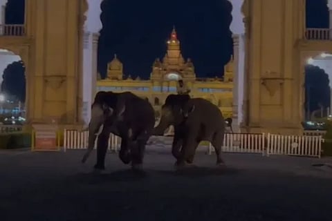 Tusker Fight