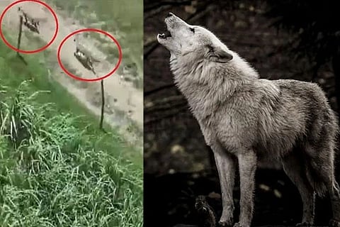 Wolf Attack