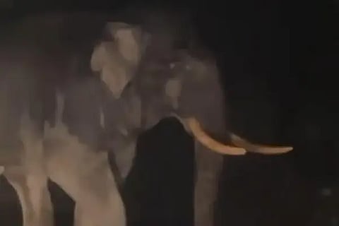elephant