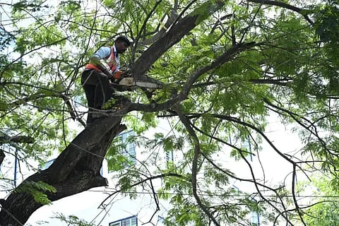 tree prooning