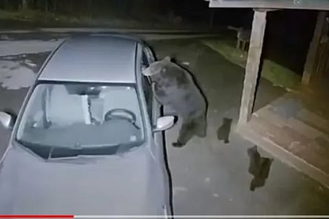 Bear