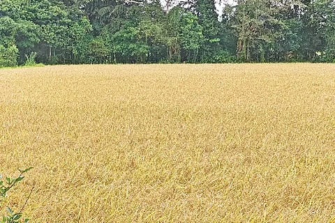 Kin_Farmers