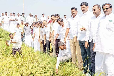 Siddapur Paddy crop damage visit minister tangadagi