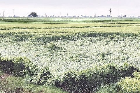 Sirigeri Paddy Loss