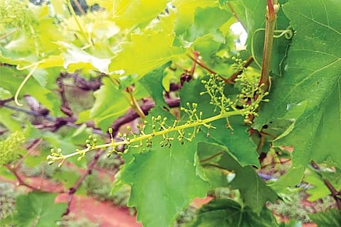 Yalaburga grape crop loss