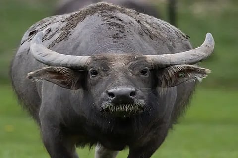 baffalo