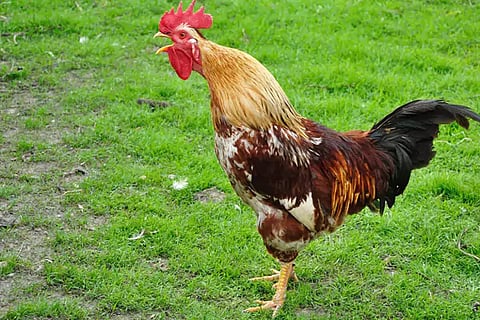 Chicken Clucking