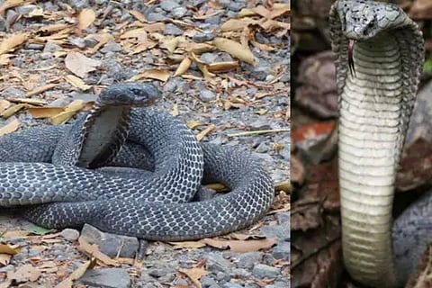 Cobra