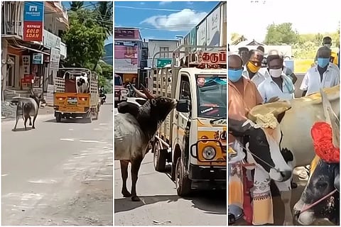 cow-bull