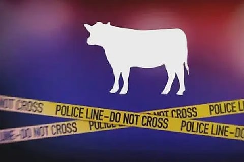 cow