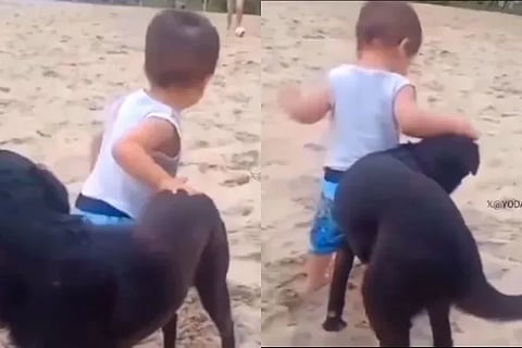 dog