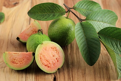 guava leaves benefits