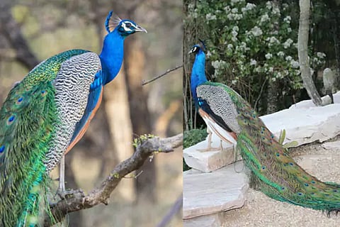 Peacock