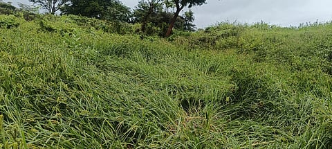 raagi