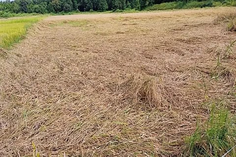 srb paddy loss