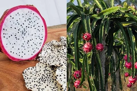 ವಿಜಯವಾಣಿ (3)