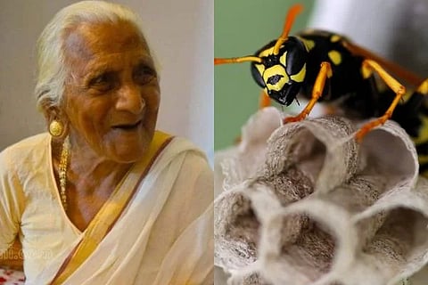 wasp attack