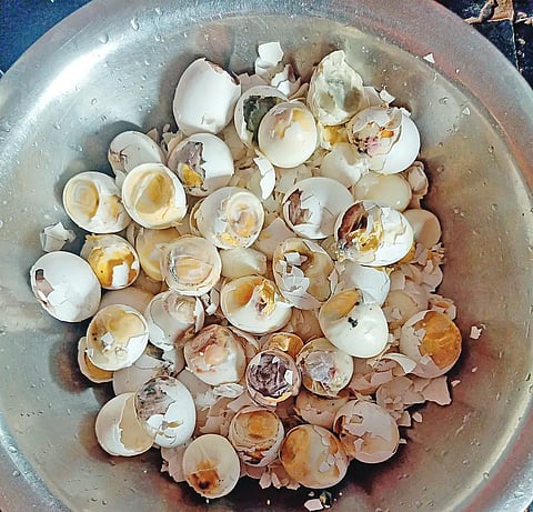 20mnd1 egg