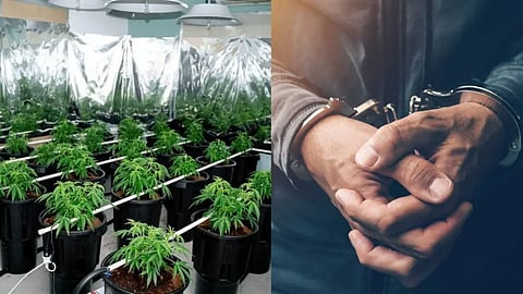 Cannabis