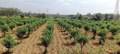Pape Gowda was successful in integrated farming