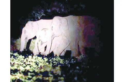 KADANE