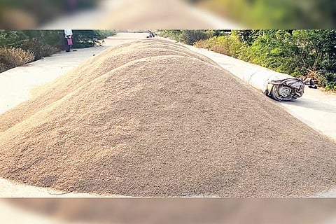Kampli A pile of paddy left to dry in APMC premises