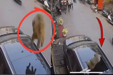 Monkey Viral Video