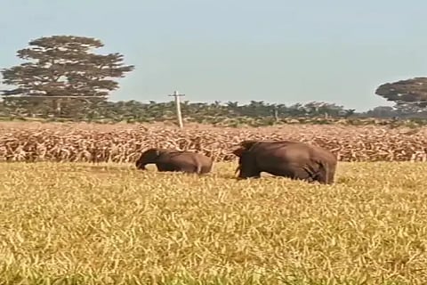 anr elephant