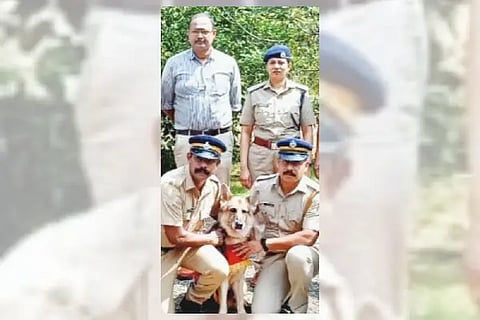 dog