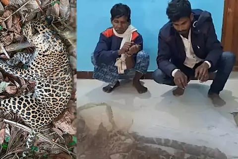Leopard