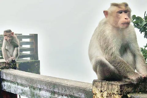 monkey