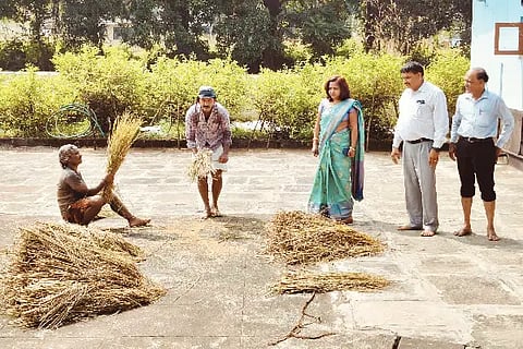 paddy-1