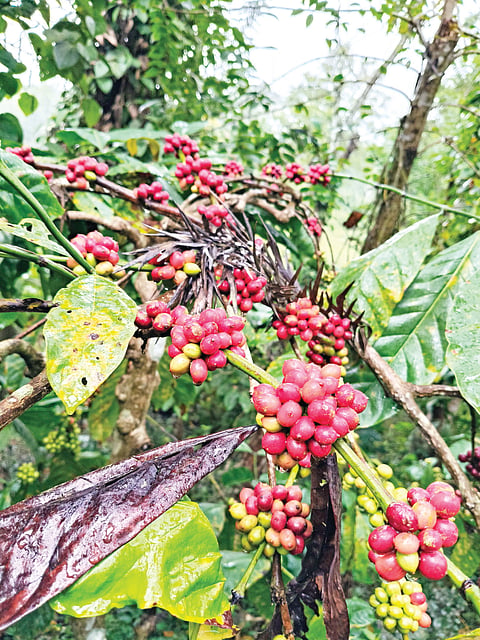 ಅಕಾಲಿಕ ಮಳೆಯಿಂದ ಸಂಕಷ್ಟಕ್ಕೆ ಸಿಲುಕಿದ ಬೆಳೆಗಾರ