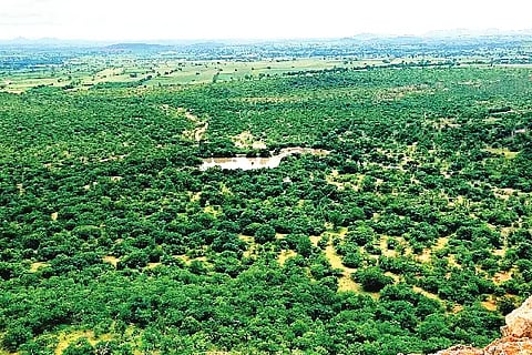 JLR FOREST