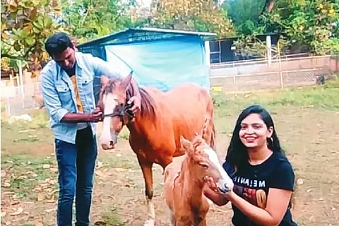 horse