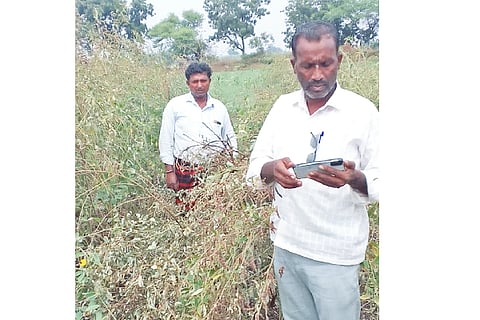 Short circuit damages rice crop