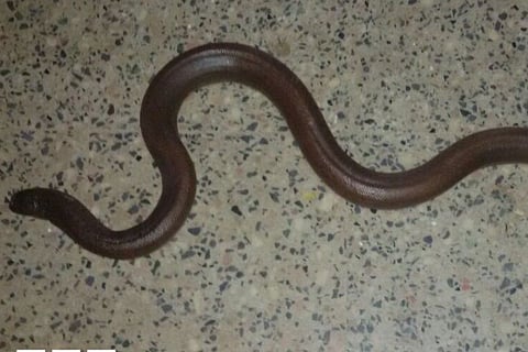 Two headed Snake