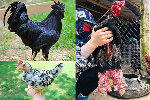 Chickens