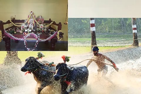 kambala