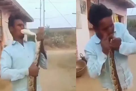 snake bites man who went to kiss him horrifying video
