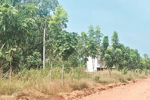 tree