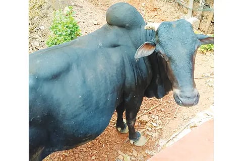 HNR GOOLI