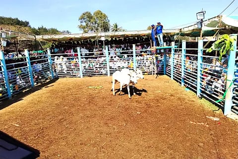 Kdr hori