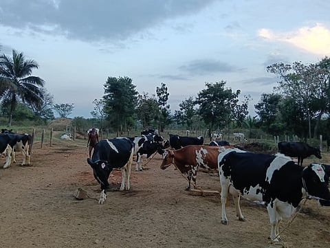 Mangalamma of Dinka village is a model for farmers