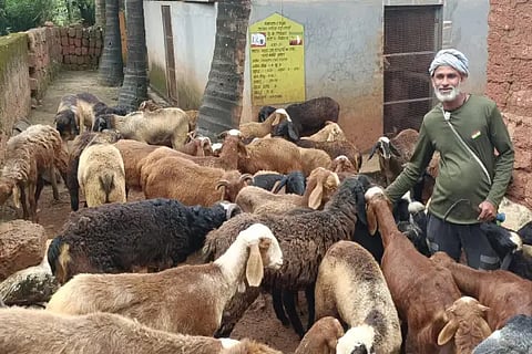 Sheep