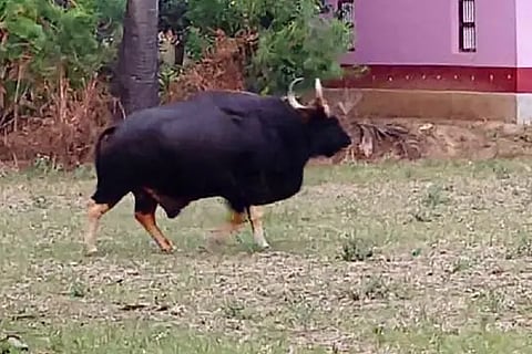 bufellow
