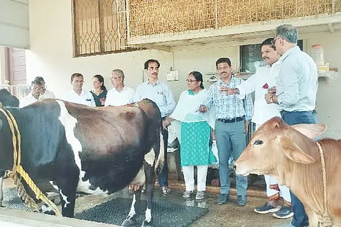 dairy